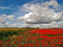 suncloudsandpoppies.jpg